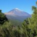 Tenerife's flora has a surprisingly high diversity in terms of forms and functions. In the background: Pico del Teide, Spain's highest mountain at 3715 metres.