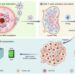 Strategy of using photothermal nanoparticle-based whole tumor cell vaccine for on-demand near-infrared manipulation of immune responses against cancer