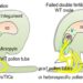 A working model of central cell-controlled fertilization recovery