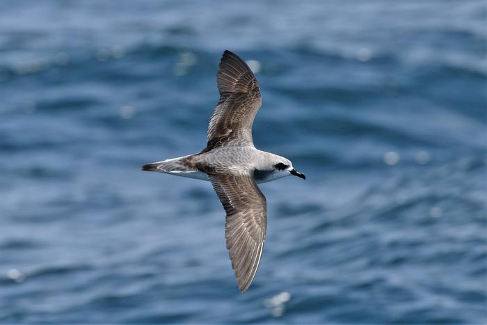 Cook's Petrel