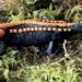 Newly described crocodile newt from Vietnam