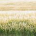 sugar cane fields