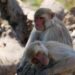 Macaques in the study