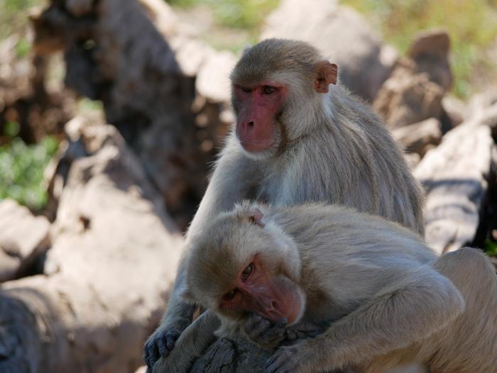 Macaques in the study