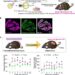 Generation of parathyroid glands (PTGs) by blastocyst complementation