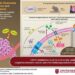 Pathway of cisplatin resistance in cervical cancer