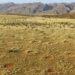 Fairy circles in the Namib Desert.