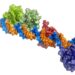 Atomic three-dimensional structure showing several ToxR proteins bound to DNA.