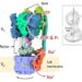 Figure 1. Structure of the rotary sodium ion pump EhV-ATPase.