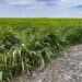 Cover crops may be less effective in future climates