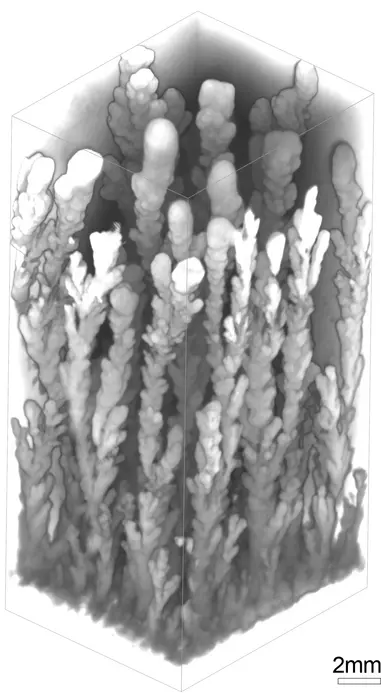 X-ray microtomographic image of manganese dendrite forest