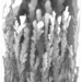 X-ray microtomographic image of manganese dendrite forest