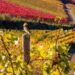 Sparrow in vineyard