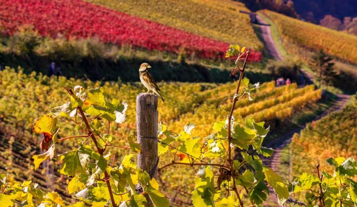 Sparrow in vineyard