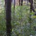 Glossy buckthorn in forest