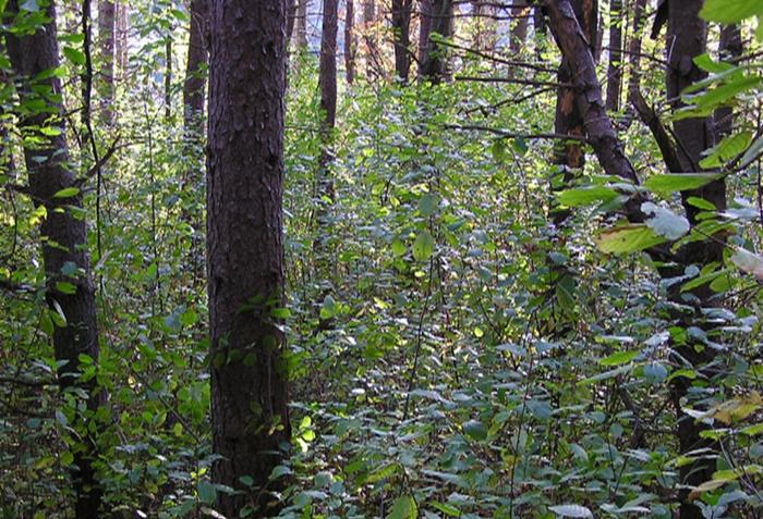 Glossy buckthorn in forest