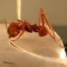 Leaf cutter ant