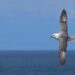 Northern Fulmar