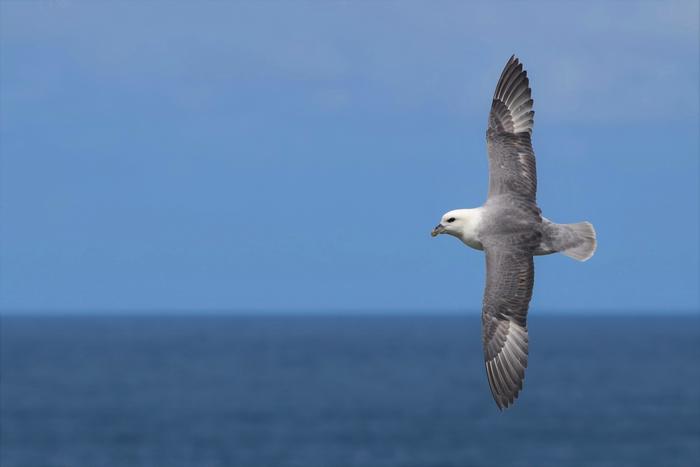 Northern Fulmar