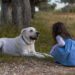 Matters of development and experience: Evaluation of dog and human emotional expressions by children and adults