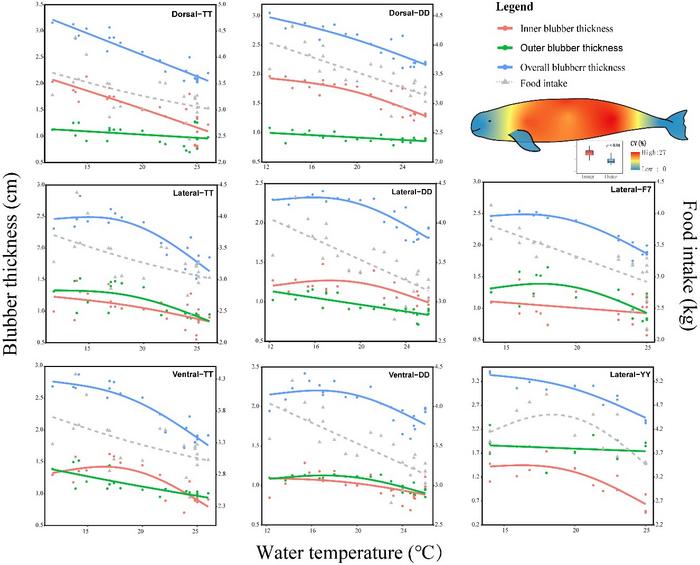 The thickness of the blubber changes with the water temperature