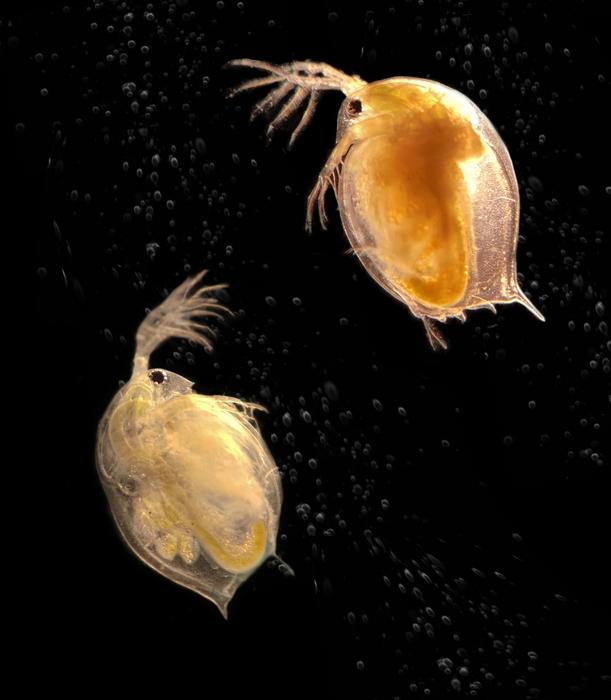 Daphnia water fleas (on the right sick Daphnia & on the left healthy Daphnia)