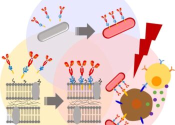 Membrane modification of photosynthetic bacteria for enhanced cancer therapy