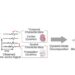 Novel method for extracting spatio-temporal structure of blood volume pulse for accurate heart rate estimation