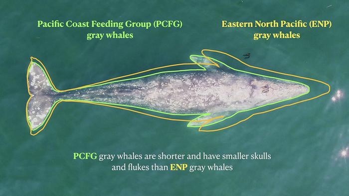 Size differences in gray whales