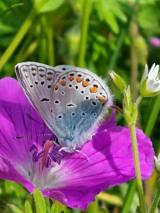 Drivers and pressures behind insect decline in Central and Western Europe based on long-term monitoring data
