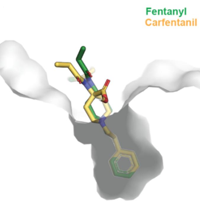 Optimized antibody, C10-S66K