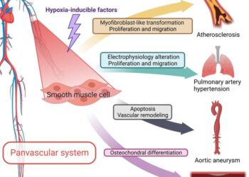 Phenotypic shift of VSMCs in response to hypoxia condition of panvascular system