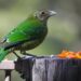 Covid-related surge in global wild bird feeding: Implications for biodiversity and human-nature interaction