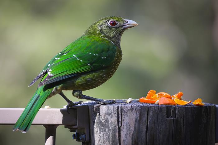 Covid-related surge in global wild bird feeding: Implications for biodiversity and human-nature interaction