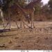 Kordofan giraffes face local extinction if poaching continues