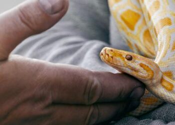 Yellow and white snake