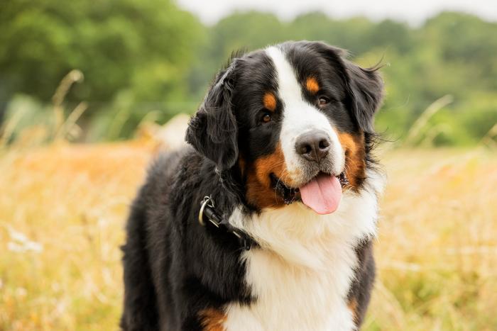 Bernese mountain dog.