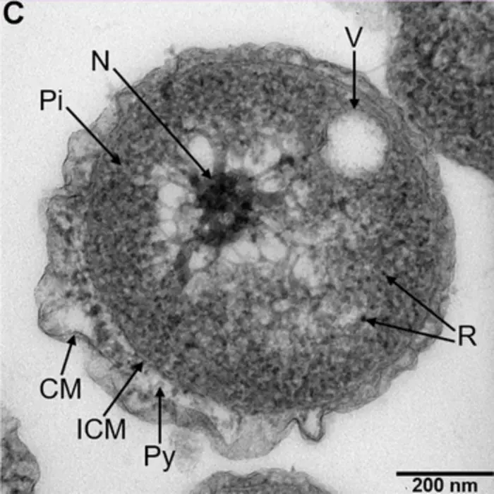 The novel bacteria, which the team proposes to name Poriferisphaera hetertotrophicis, observed using Transmission Electron Microscopy (TEM). Abbreviations: CM, outer membrane; Pi, cytoplasm; R, ribosome; N, nucleoid; ICM, cytoplasmic membrane; Py, peripla