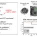 Researchers uncover the mechanisms of B cell growth transformation following infection with the Epstein-Barr virus (EBV).