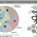 Honey bee biomonitors