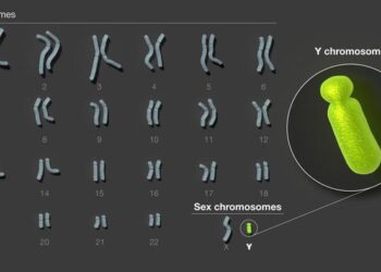 Human Y chromosome