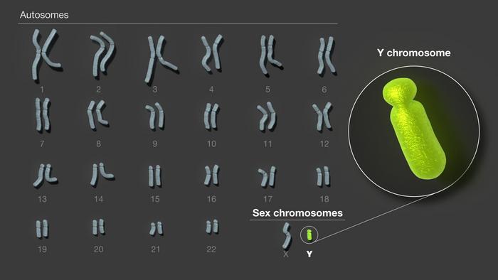 Human Y chromosome