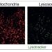 Nerve cells in the cortex of the brain generated from patient's stem cells