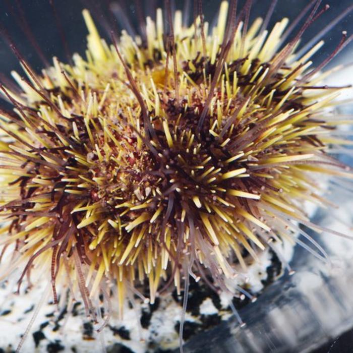 Sea urchin