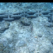 Motion camouflage on a coral reef