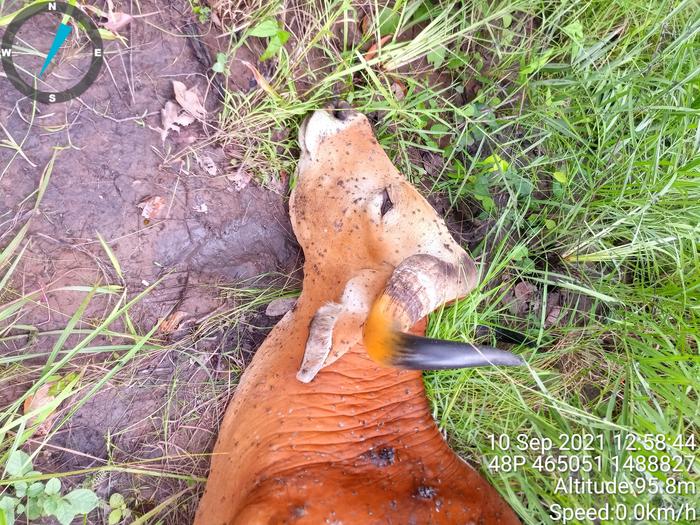 Banteng suffering from LSD