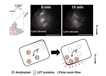 Polar localization of LZY4-mScarlet at the plasma membrane changes in response to gravistimulation.