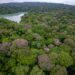 Aerial photo of Dipteryx oleifera trees