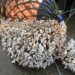 Buoy used to collect barnacles for growth experiment photo by Gregory Herbert