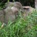 Borneo Pygmy Elephant